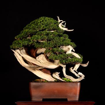 Bonsai, cay canh nghe thuat, cây cảnh nghệ thuật, cay the, cây thế, triển lãm bonsai, trien lam bonsai, triển lãm cây thế, trien lam cay the